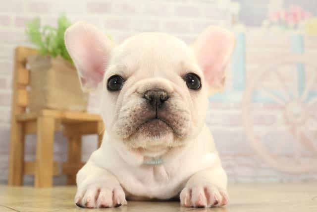 フレンチブルドッグ