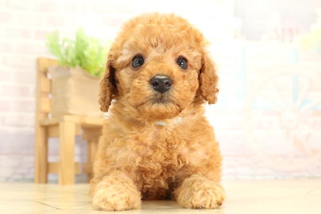 トイ・プードル