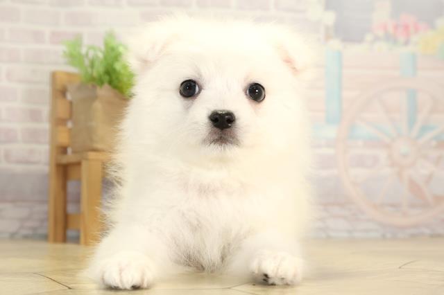 愛知県の日本スピッツ (Coo&RIKU岡崎店/2026年1月7日生まれ/女の子/ホワイト)の子犬の1枚目の画像