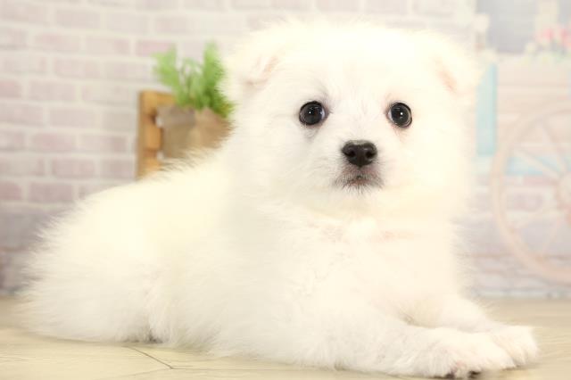 愛知県の日本スピッツ (Coo&RIKU岡崎店/2026年1月7日生まれ/女の子/ホワイト)の子犬の2枚目の画像