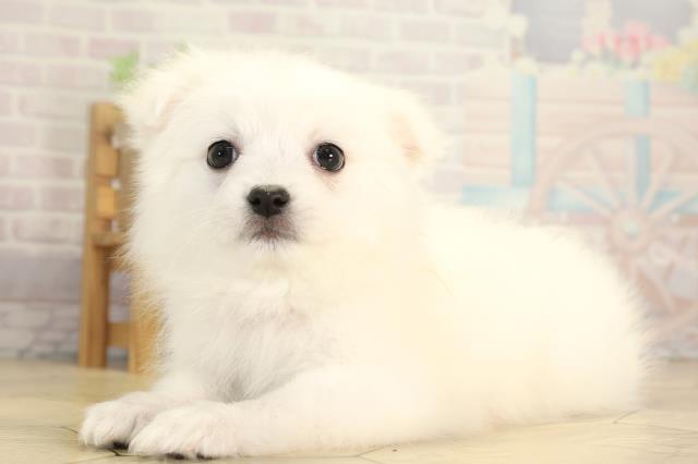 愛知県の日本スピッツ (Coo&RIKU岡崎店/2026年1月7日生まれ/女の子/ホワイト)の子犬の3枚目の画像