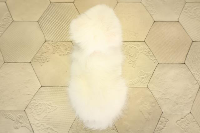 愛知県の日本スピッツ (Coo&RIKU岡崎店/2026年1月7日生まれ/女の子/ホワイト)の子犬の4枚目の画像