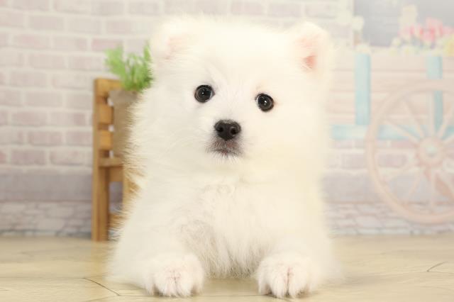 三重県の日本スピッツ (Coo&RIKU津高茶屋店/2026年1月7日生まれ/男の子/ホワイト)の子犬の1枚目の画像