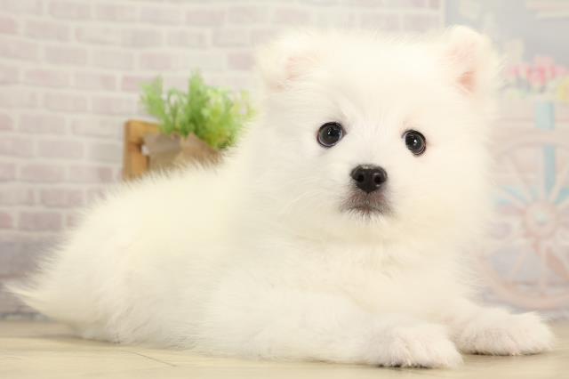 三重県の日本スピッツ (Coo&RIKU津高茶屋店/2026年1月7日生まれ/男の子/ホワイト)の子犬の2枚目の画像