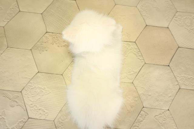 三重県の日本スピッツ (Coo&RIKU津高茶屋店/2026年1月7日生まれ/男の子/ホワイト)の子犬の4枚目の画像