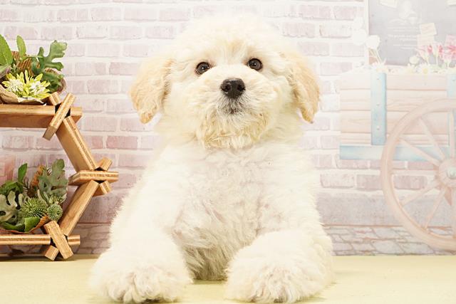 愛知県のスタンダードプードル (Coo&RIKU名古屋中川店/2026年1月5日生まれ/男の子/ホワイト)の子犬の1枚目の画像