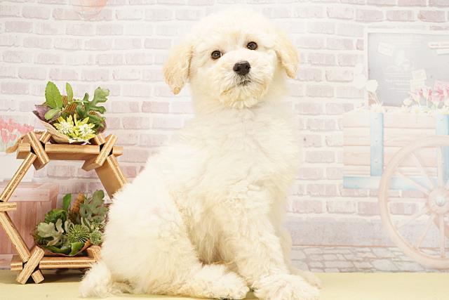 愛知県のスタンダードプードル (Coo&RIKU名古屋中川店/2026年1月5日生まれ/男の子/ホワイト)の子犬の2枚目の画像