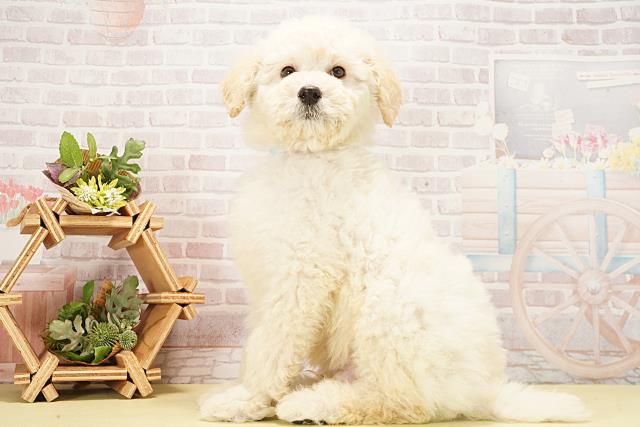 愛知県のスタンダードプードル (Coo&RIKU名古屋中川店/2026年1月5日生まれ/男の子/ホワイト)の子犬の3枚目の画像