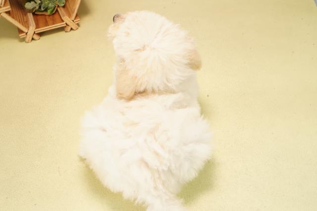 愛知県のスタンダードプードル (Coo&RIKU名古屋中川店/2026年1月5日生まれ/男の子/ホワイト)の子犬の4枚目の画像