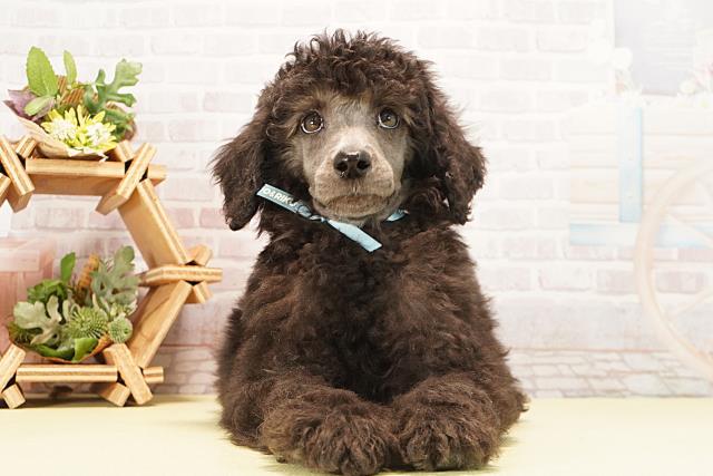 スタンダードプードル