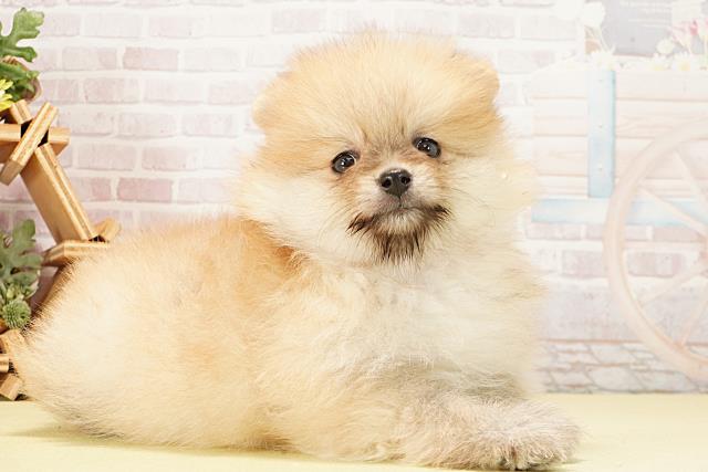 愛知県のポメラニアン (Coo&RIKU岡崎店/2026年1月10日生まれ/女の子/オレンジ)の子犬の2枚目の画像