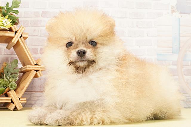 愛知県のポメラニアン (Coo&RIKU岡崎店/2026年1月10日生まれ/女の子/オレンジ)の子犬の3枚目の画像