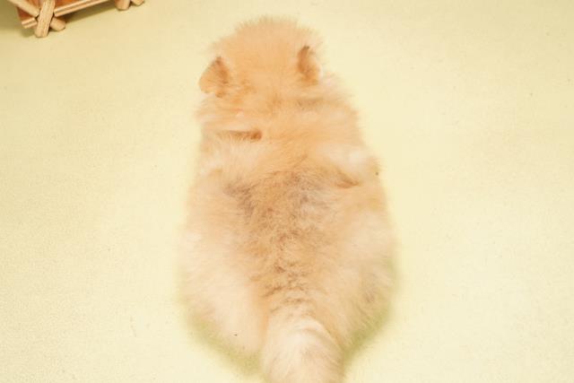 愛知県のポメラニアン (Coo&RIKU岡崎店/2026年1月10日生まれ/女の子/オレンジ)の子犬の4枚目の画像