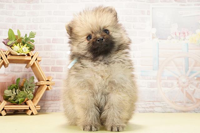 ポメラニアン