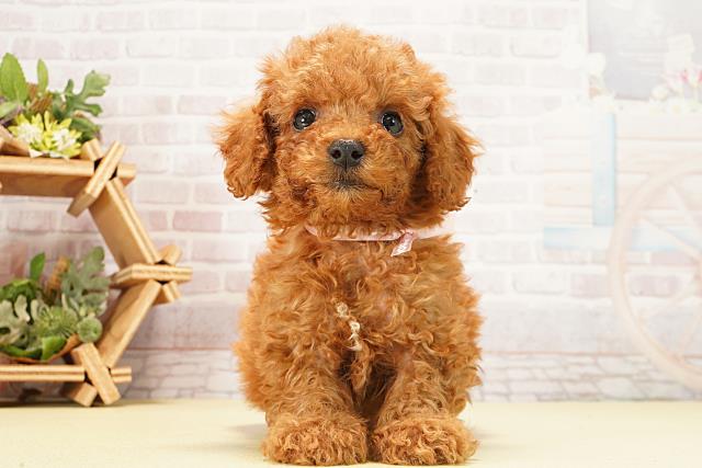 トイ・プードル