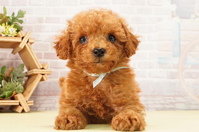 三重県のトイプードル(トイ) (Coo&RIKU津高茶屋店/2026年1月10日生まれ/男の子/レッド)の子犬の1枚目の画像