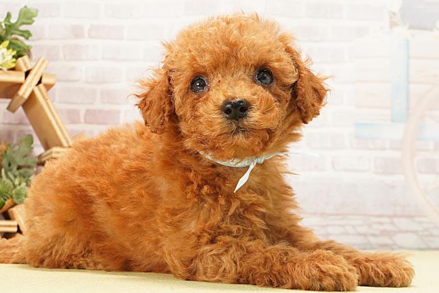 三重県のトイプードル(トイ) (Coo&RIKU津高茶屋店/2026年1月10日生まれ/男の子/レッド)の子犬の2枚目の画像