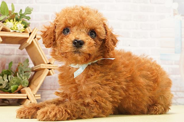 三重県のトイプードル(トイ) (Coo&RIKU津高茶屋店/2026年1月10日生まれ/男の子/レッド)の子犬の3枚目の画像