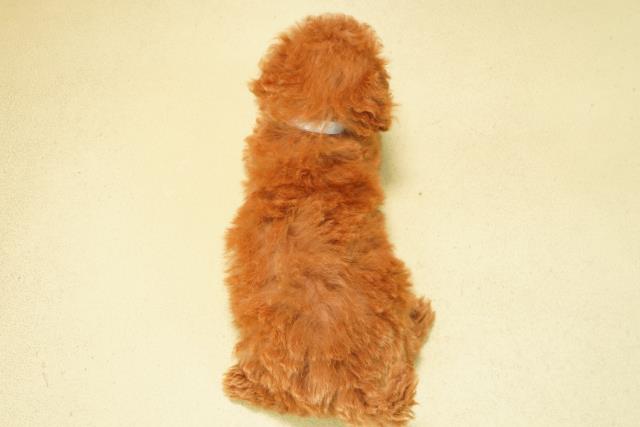 三重県のトイプードル(トイ) (Coo&RIKU津高茶屋店/2026年1月10日生まれ/男の子/レッド)の子犬の4枚目の画像