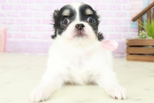 大阪府のチワワ(ロング) (Coo&RIKU枚方店/2025年8月5日生まれ/女の子/ブラックタンホワイト)の子犬の1枚目の画像