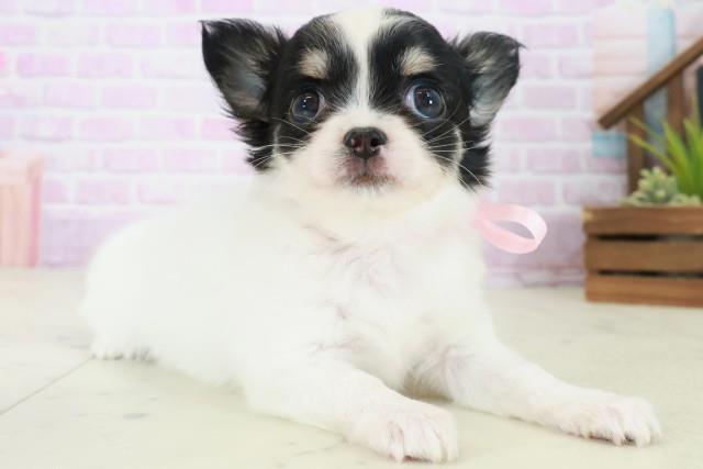 大阪府のチワワ(ロング) (Coo&RIKU枚方店/2025年8月5日生まれ/女の子/ブラックタンホワイト)の子犬の2枚目の画像