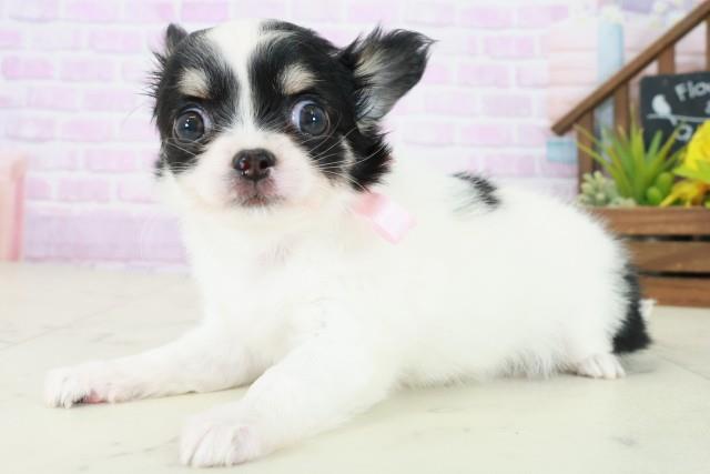 大阪府のチワワ(ロング) (Coo&RIKU枚方店/2025年8月5日生まれ/女の子/ブラックタンホワイト)の子犬の3枚目の画像