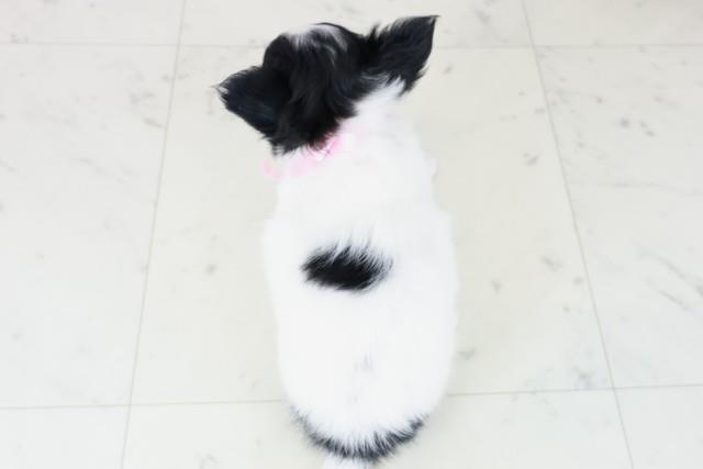 大阪府のチワワ(ロング) (Coo&RIKU枚方店/2025年8月5日生まれ/女の子/ブラックタンホワイト)の子犬の4枚目の画像