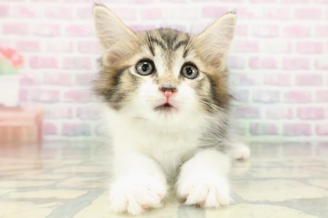 東京都のメインクーン (Coo&RIKU自由が丘店/2026年1月8日生まれ/男の子/ブラウンタビーホワイト)の子猫の1枚目の画像