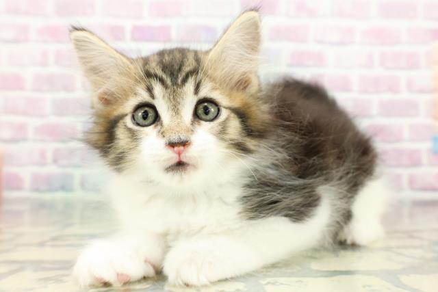 東京都のメインクーン (Coo&RIKU自由が丘店/2026年1月8日生まれ/男の子/ブラウンタビーホワイト)の子猫の2枚目の画像