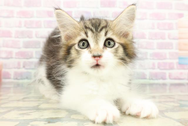 東京都のメインクーン (Coo&RIKU自由が丘店/2026年1月8日生まれ/男の子/ブラウンタビーホワイト)の子猫の3枚目の画像