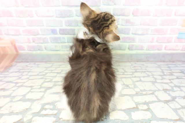 東京都のメインクーン (Coo&RIKU自由が丘店/2026年1月8日生まれ/男の子/ブラウンタビーホワイト)の子猫の4枚目の画像