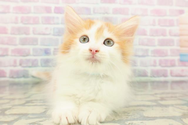 東京都のノルウェージャンフォレストキャット (Coo&RIKU三軒茶屋店/2026年1月7日生まれ/男の子/レッドタビーホワイト)の子猫の1枚目の画像