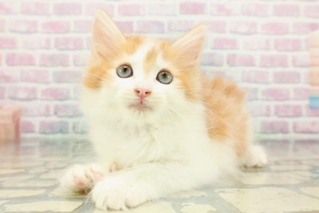 東京都のノルウェージャンフォレストキャット (Coo&RIKU三軒茶屋店/2026年1月7日生まれ/男の子/レッドタビーホワイト)の子猫の2枚目の画像