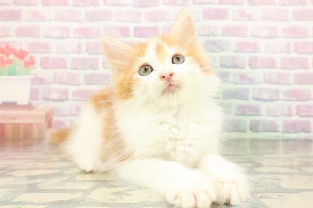 東京都のノルウェージャンフォレストキャット (Coo&RIKU三軒茶屋店/2026年1月7日生まれ/男の子/レッドタビーホワイト)の子猫の3枚目の画像