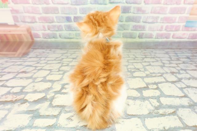 東京都のノルウェージャンフォレストキャット (Coo&RIKU三軒茶屋店/2026年1月7日生まれ/男の子/レッドタビーホワイト)の子猫の4枚目の画像