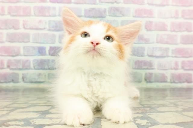 東京都のノルウェージャンフォレストキャット (Coo&RIKU秋葉原店/2026年1月7日生まれ/男の子/レッドタビーホワイト)の子猫の1枚目の画像