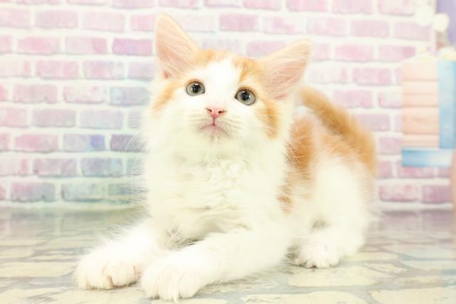 東京都のノルウェージャンフォレストキャット (Coo&RIKU秋葉原店/2026年1月7日生まれ/男の子/レッドタビーホワイト)の子猫の2枚目の画像