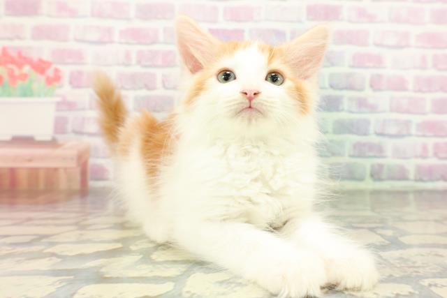 東京都のノルウェージャンフォレストキャット (Coo&RIKU秋葉原店/2026年1月7日生まれ/男の子/レッドタビーホワイト)の子猫の3枚目の画像