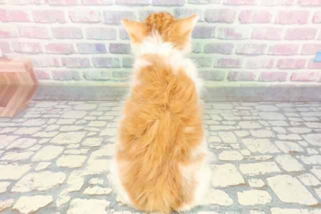 東京都のノルウェージャンフォレストキャット (Coo&RIKU秋葉原店/2026年1月7日生まれ/男の子/レッドタビーホワイト)の子猫の4枚目の画像