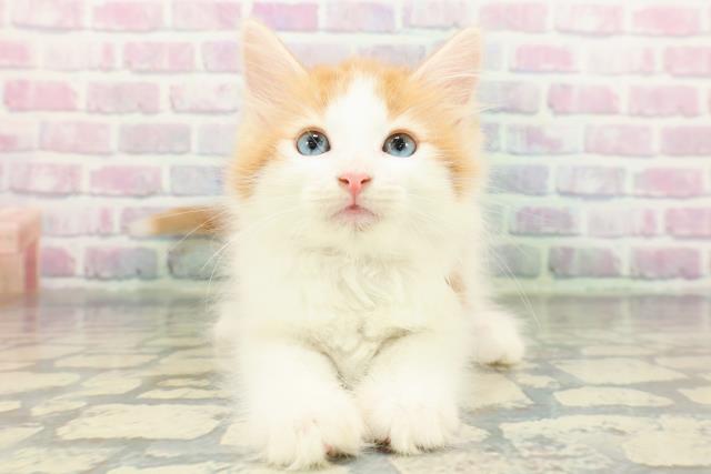 東京都のノルウェージャンフォレストキャット (Coo&RIKU下北沢店/2026年1月7日生まれ/女の子/レッドタビーホワイト)の子猫の1枚目の画像