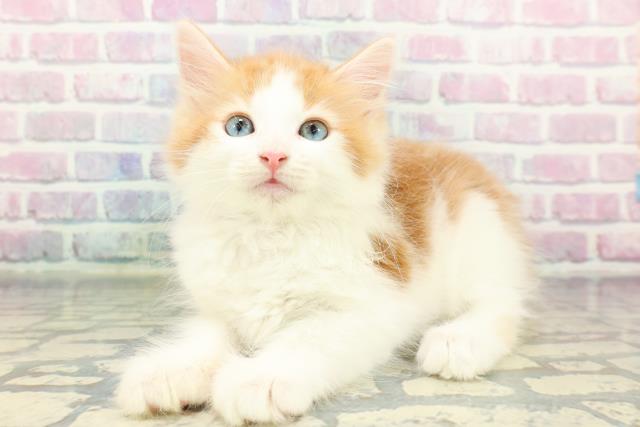 東京都のノルウェージャンフォレストキャット (Coo&RIKU下北沢店/2026年1月7日生まれ/女の子/レッドタビーホワイト)の子猫の2枚目の画像