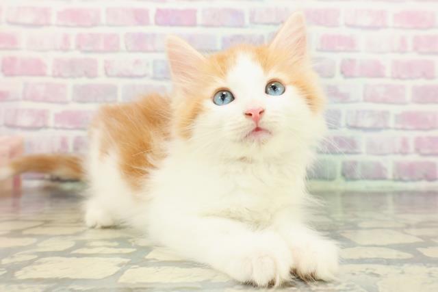 東京都のノルウェージャンフォレストキャット (Coo&RIKU下北沢店/2026年1月7日生まれ/女の子/レッドタビーホワイト)の子猫の3枚目の画像