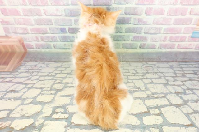 東京都のノルウェージャンフォレストキャット (Coo&RIKU下北沢店/2026年1月7日生まれ/女の子/レッドタビーホワイト)の子猫の4枚目の画像