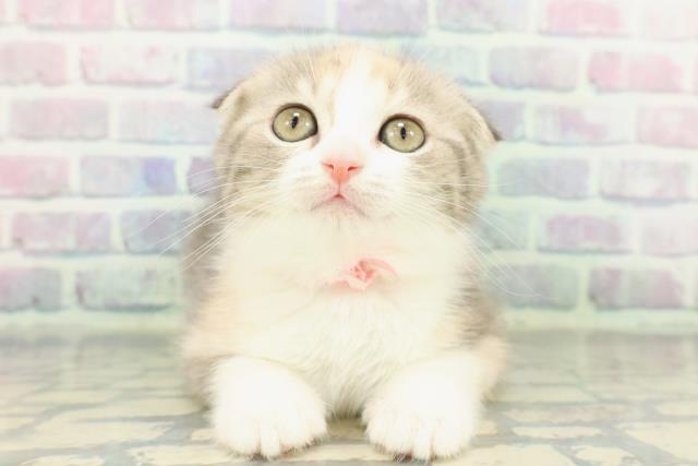 東京都のスコティッシュフォールド (Coo&RIKU広尾店/2026年1月10日生まれ/女の子/ブルーパッチドタビーホワイト)の子猫の1枚目の画像