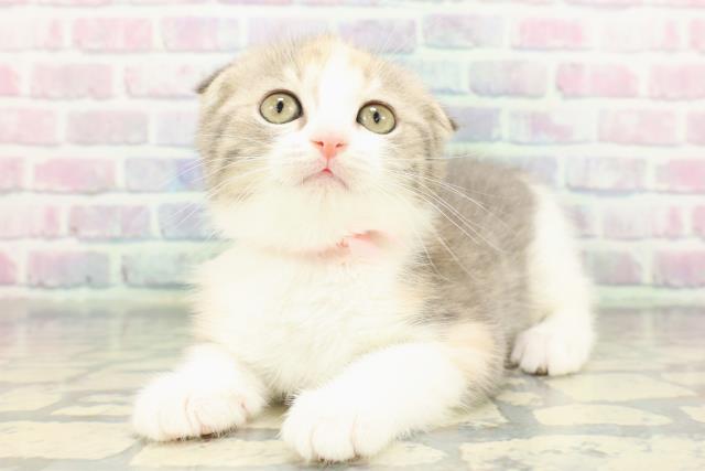 東京都のスコティッシュフォールド (Coo&RIKU広尾店/2026年1月10日生まれ/女の子/ブルーパッチドタビーホワイト)の子猫の2枚目の画像