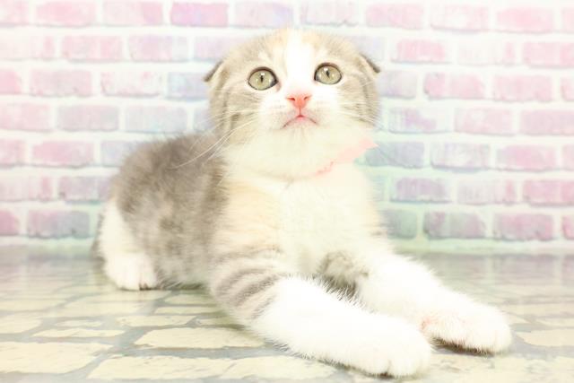 東京都のスコティッシュフォールド (Coo&RIKU広尾店/2026年1月10日生まれ/女の子/ブルーパッチドタビーホワイト)の子猫の3枚目の画像