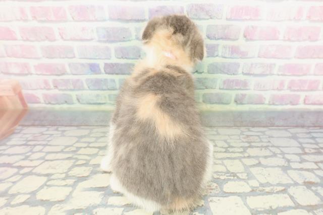 東京都のスコティッシュフォールド (Coo&RIKU広尾店/2026年1月10日生まれ/女の子/ブルーパッチドタビーホワイト)の子猫の4枚目の画像