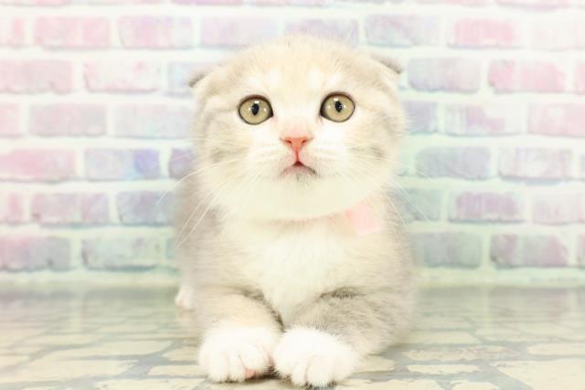 スコティッシュフォールド