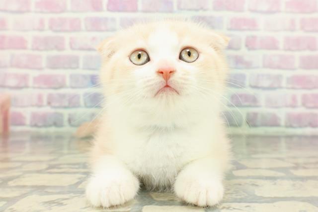 東京都のスコティッシュフォールド (Coo&RIKU新宿三丁目店/2026年1月10日生まれ/男の子/クリームタビーホワイト)の子猫の1枚目の画像