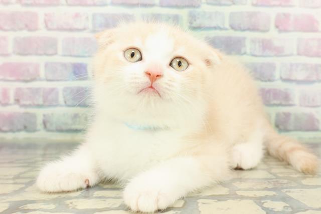 東京都のスコティッシュフォールド (Coo&RIKU新宿三丁目店/2026年1月10日生まれ/男の子/クリームタビーホワイト)の子猫の2枚目の画像